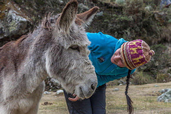 Donkey Friend