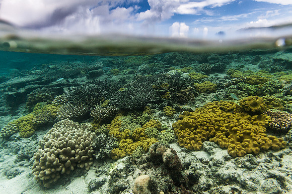 Underwater in Fiji