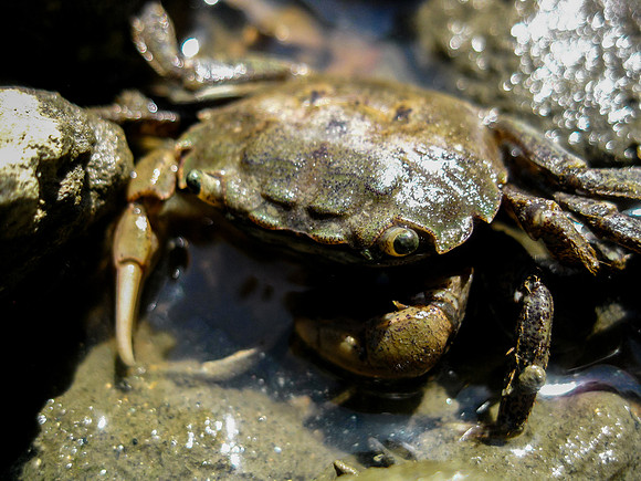 Crab in Point Reyes National Sea Shore