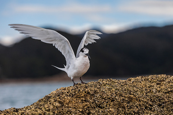 Black Capped Tern