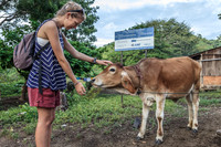 Friendly Calf