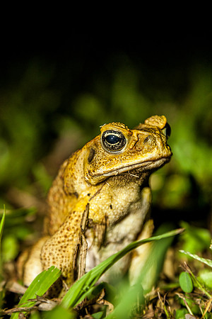 Night Frog