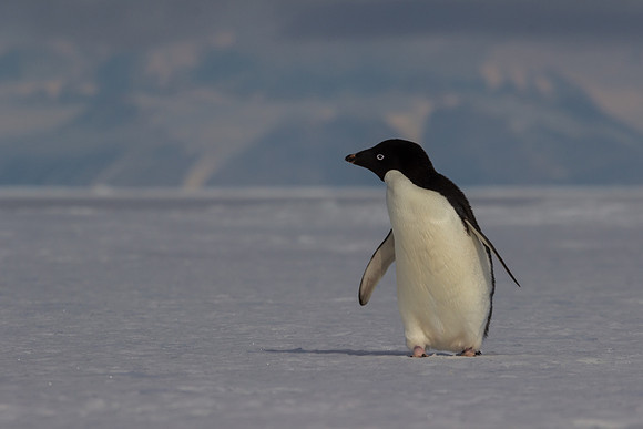 Adelie Penguin, Antarctica