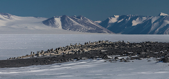 Adelie Penguin Colony