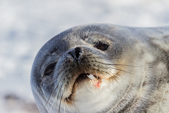 Weddell Seal, McMurdo Sound, Antarctica