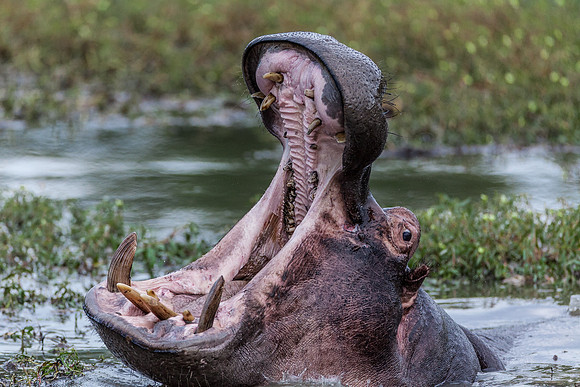 Hippo Yawn