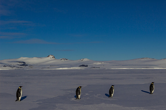Emperor Penguins Marching in Antarctica