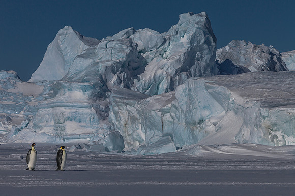 Emperor Penguins and Iceberg