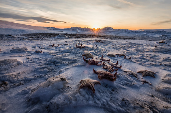 Beached Starfish, Antarctica