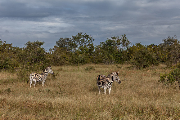 Burchell's Zebra