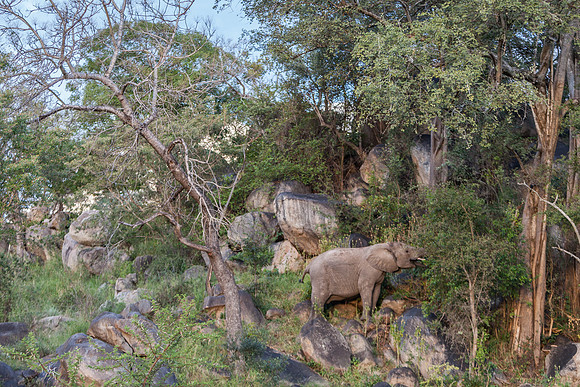 African Elephant