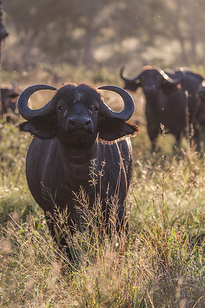 Buffalo