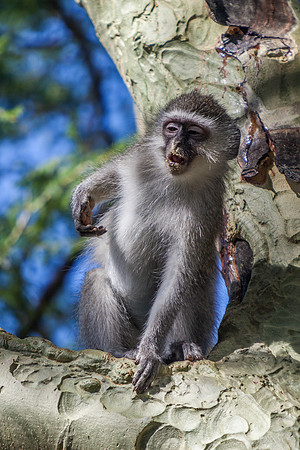 Vervet Monkey