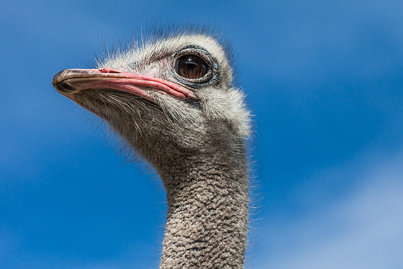 Ostrich Head