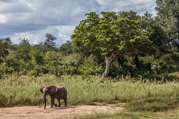 African Elephant
