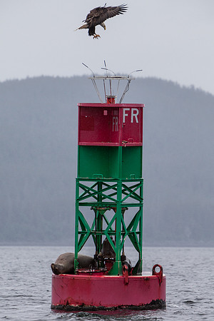 Bald Eagle Lands on a Buoy