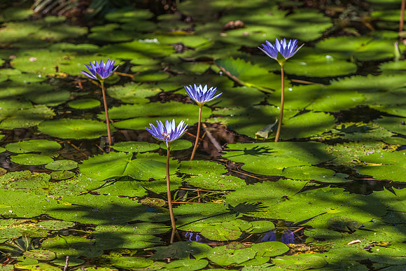 Lily Pads