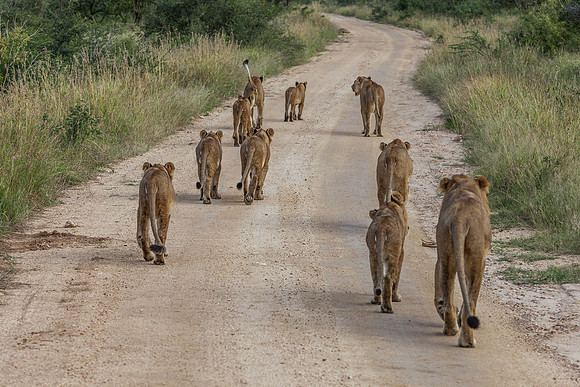 Lions