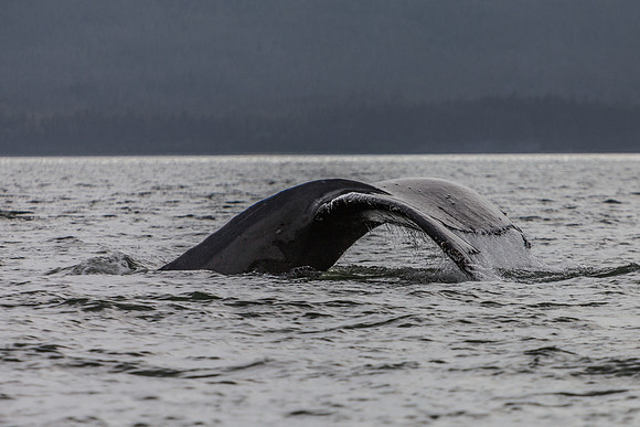 Humpback Whale