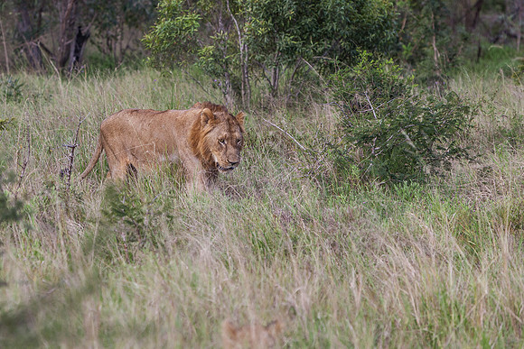Lion