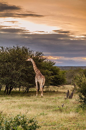 Giraffe
