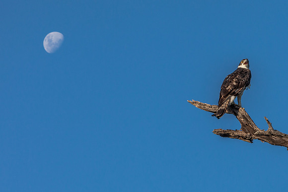African Hawk-Eagle