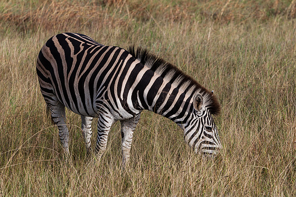 Burchell's Zebra