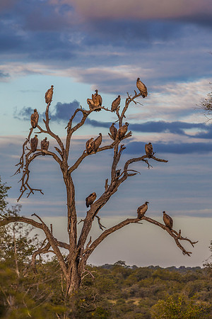 White Backed Vultures