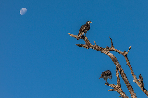 African Hawk-Eagle