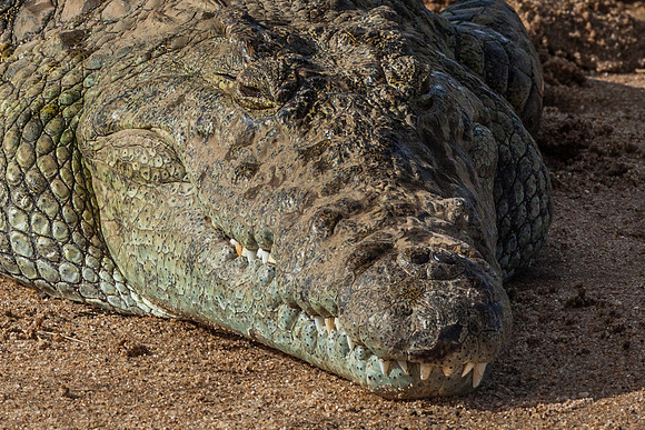 Crocodile