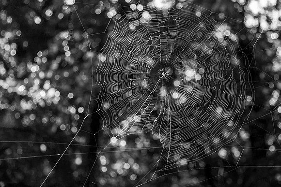 Black & White Spiderweb