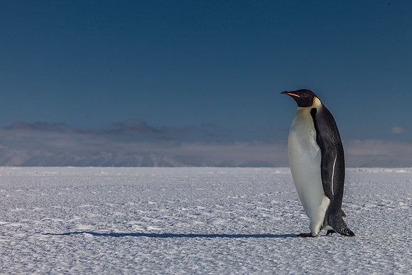 Perfect Penguin
