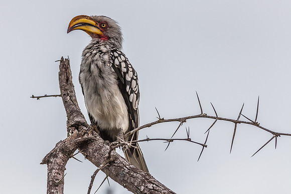 Southern Yellow-billed Hornbill