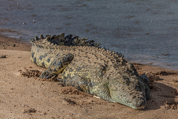 Crocodile