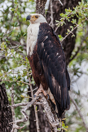African Fish-Eagle