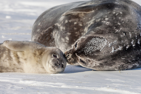 Weddell Seal Pup with Mother