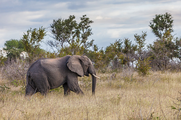 African Elephant