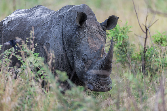 White Rhino