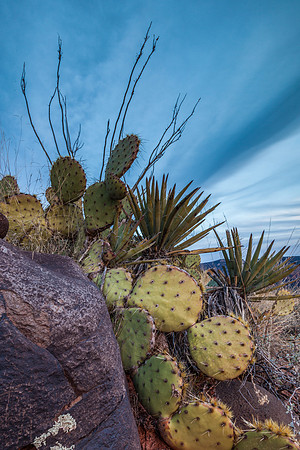 Prickly Pear Cactus