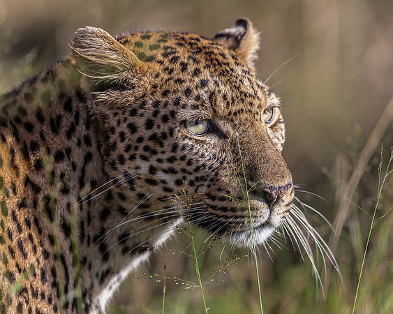 Leopard