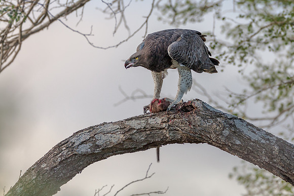 Martial Eagle