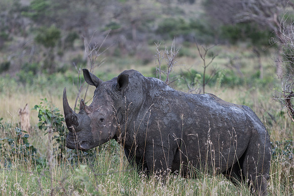 White Rhino