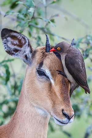 Red-billed Oxpecker and Impala