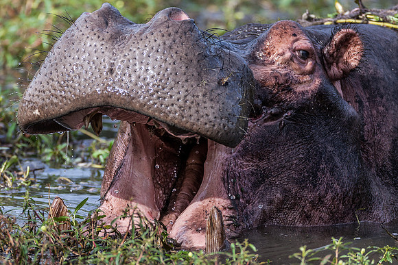 Hippo