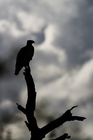 Martial Eagle