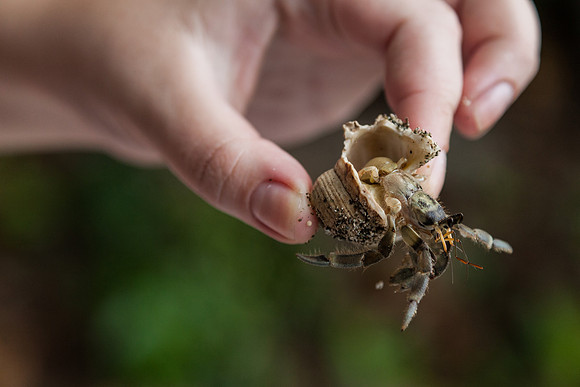 Holding a Crab