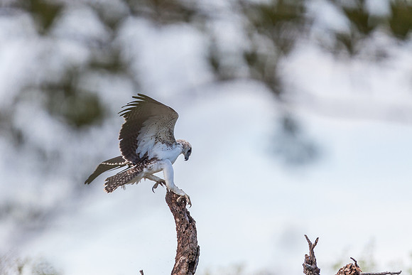 Martial Eagle