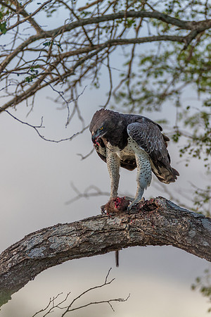Martial Eagle