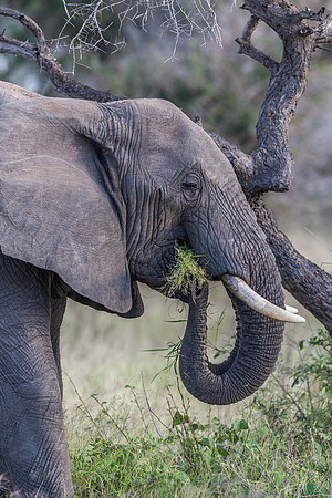 African Elephant