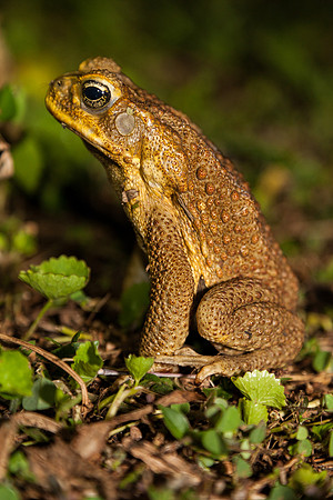 Night Frog